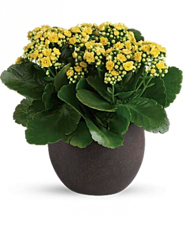 Forever Yellow Kalanchoes Plant