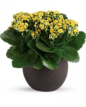 Forever Yellow Kalanchoes Plant Flower