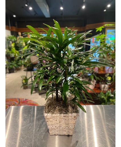 Fountain Palm Non Toxic Plant