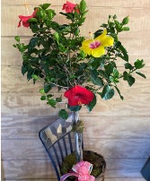 Four Colored Hibiscus Braided Tree 