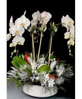 Four Stem Waterfall Holiday Orchid 