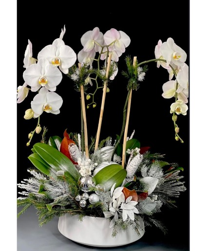 Four Stem Waterfall Holiday Orchid 