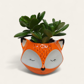 Fox Jade Planter Plant