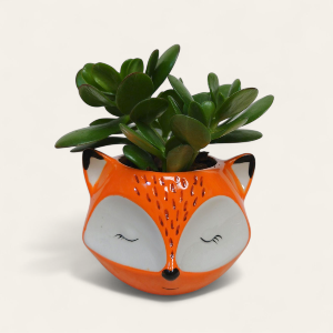 Fox Jade Planter Plant