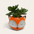 Fox Jade Planter Plant