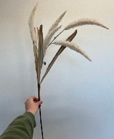 Foxtail  