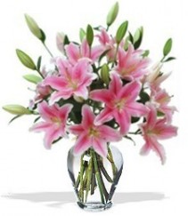 Fragrant Baby Girl Lilies 