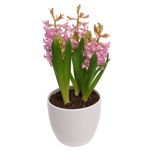 Fragrant Hyacinth Blooming Plant