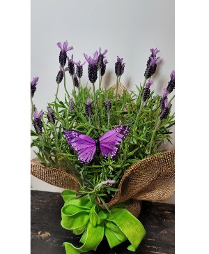 Fragrant Lavender Plant  