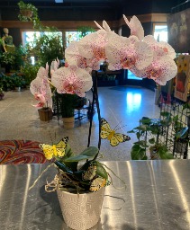 Freckles & Butterflies Orchid Non-Toxic Blooming Plant 