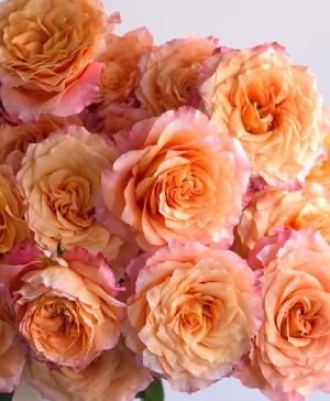 Free and Easy Rose Bouquet free spirit roses