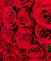 Valentine’s Day Roses Freedom