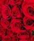 Valentine’s Day Roses Freedom