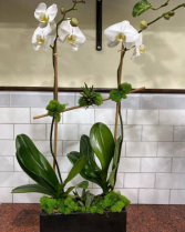 Freedom  Plant 