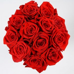 Freedom Roses