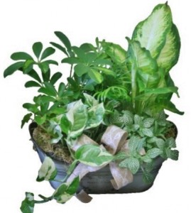 FRENCH GARDEN Planter in Riverside, CA | Willow Branch Florist of Riverside FRENCH GARDEN Planter in Riverside, CA | Willow Branch Florist of Riverside