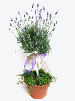 French Lavender topiary  Outdoor planter