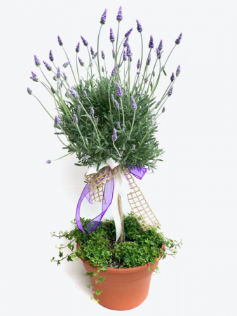 French Lavender topiary  Outdoor planter