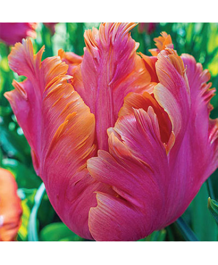 French-Parrot Tulips 