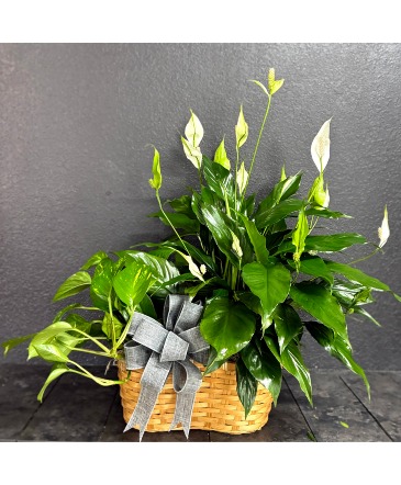 Fresh and Flourishing Plants in Carlsbad, NM | Angee's Flowers Fresh and Flourishing Plants in Carlsbad, NM | Angee's Flowers