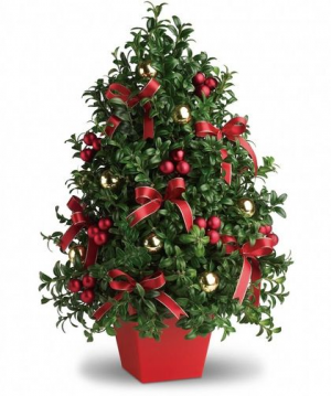 Fresh Boxwood Tree Boxwood Tree Centerpiece in Sunbury, PA | WOODLAND GATHERINGS Fresh Boxwood Tree Boxwood Tree Centerpiece in Sunbury, PA | WOODLAND GATHERINGS