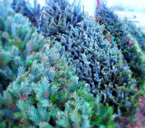 Fresh Canadian Christmas Trees FREE Local Delivery in Fair Lawn, NJ | Dietch's Florist Fresh Canadian Christmas Trees FREE Local Delivery in Fair Lawn, NJ | Dietch's Florist