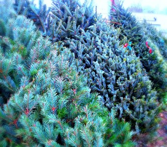 Fresh Canadian Christmas Trees Free Local Delivery In Fair Lawn