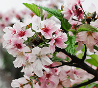 Fresh Cherry Blossom Branches These are sure to delight while we're all staying home more nowadays! Watch these beautiful, cotton candy-like blooms develop and burst into colour! Sold by the stem, 5 stem bundles, & 10 stem bundles. Get yours today! in St John's, NL | WATERFRONT FLOWERS Fresh Cherry Blossom Branches These are sure to delight while we're all staying home more nowadays! Watch these beautiful, cotton candy-like blooms develop and burst into colour! Sold by the stem, 5 stem bundles, & 10 stem bundles. Get yours today! in St John's, NL | WATERFRONT FLOWERS