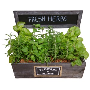 Fresh Cooking Herbs Woodbox Plant