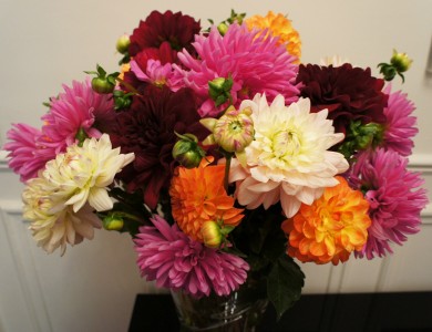 Fresh Cut Garden Dahlias Vase Arrangement