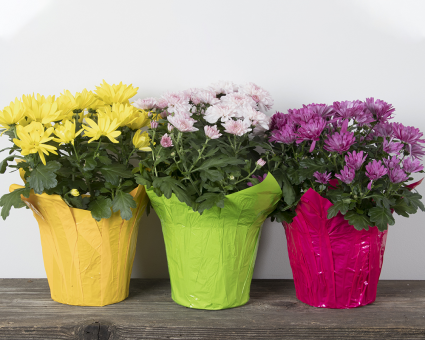 Fresh Mum Plant