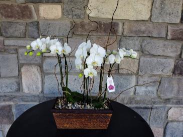 Fresh Orchid Plant in Highland, UT | The Painted Daisy Florist Fresh Orchid Plant in Highland, UT | The Painted Daisy Florist