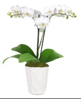 Fresh Orchid Plant 