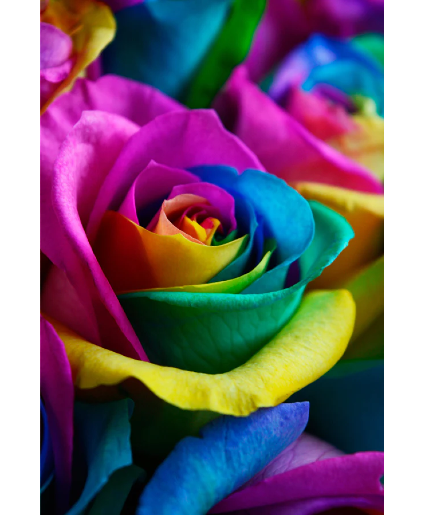 One Dozen Gorgeously delicious Rainbow Roses