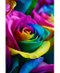 One Dozen Gorgeous  Rainbow Roses