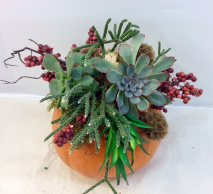 Fresh Succulent Pumpkin