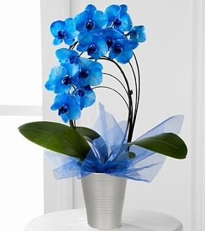 Fresh Tinted Blue orchid plant  