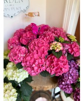Pink Hydrangea Blooming Plant