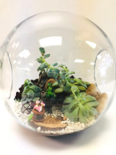Frog Garden Terrarium Plant