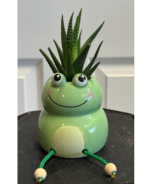 Froggy Day Plant