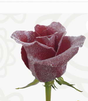 Frosted Red Roses in a Vase with Baby Breath and Greens in Bristol, CT | DONNA'S FLORIST & GIFTS Frosted Red Roses in a Vase with Baby Breath and Greens in Bristol, CT | DONNA'S FLORIST & GIFTS