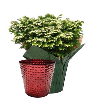 Frosty Fern Instant Gift 4" Decorative Potted Plant