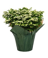 Frosty Fern 6" Potted Plant FUNDRAISER