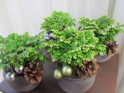 Frosty Ferns Plant Arrangement