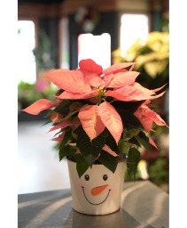 Frosty the Snow Man  Pink Poinsettia