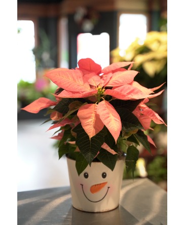 Frosty the Snow Man Pink Poinsettia in South Milwaukee, WI | PARKWAY FLORAL INC. Frosty the Snow Man Pink Poinsettia in South Milwaukee, WI | PARKWAY FLORAL INC.