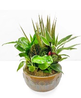 Frsh Green Dish Garden Plant