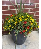 Fruit Cocktail  Patio Pot