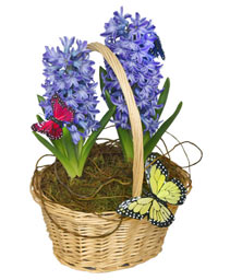 EARLY SPRING HYACINTH 6-inch Potted Plant