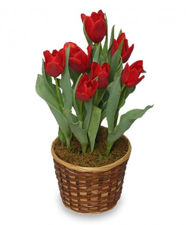 POTTED SPRING TULIPS Blooming Plant